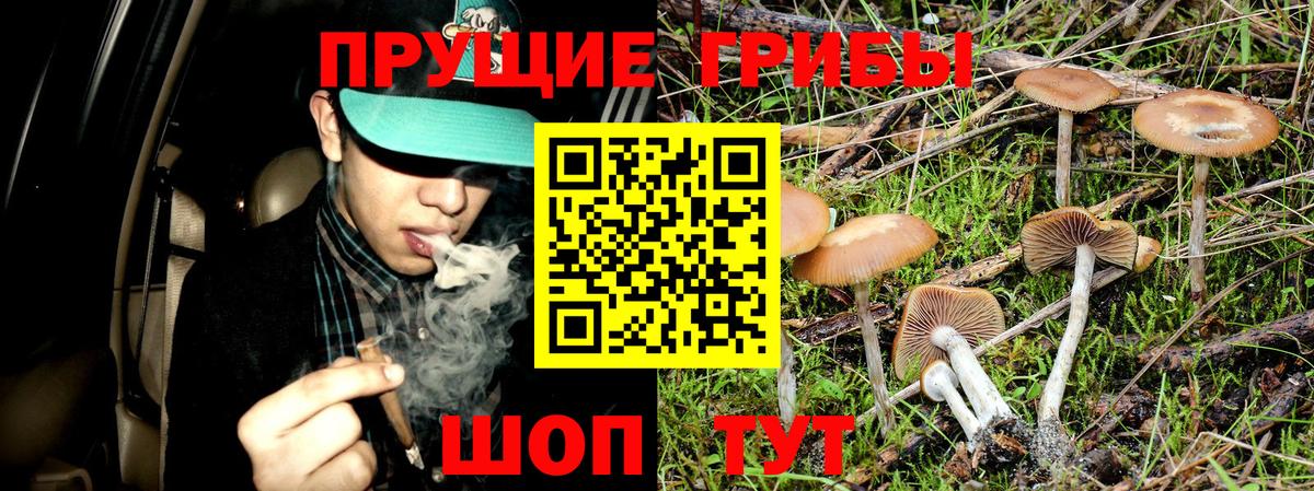 Псилоцибиновые грибы Psilocybe Москва